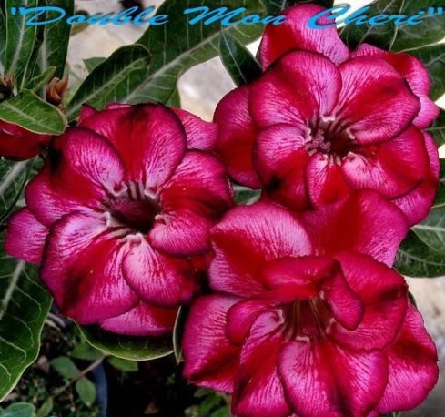 (image for) Adenium Obesum 'Double Mon Chere' 5 Seeds - Click Image to Close
